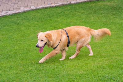 Dogs on grassy field