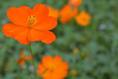 Close-up of orange flowers blooming outdoors