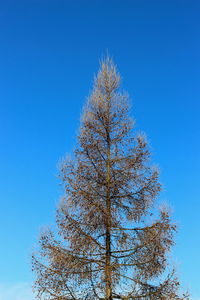 Low angle view of tree against clear blue sky