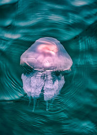 Close-up of jellyfish swimming in sea