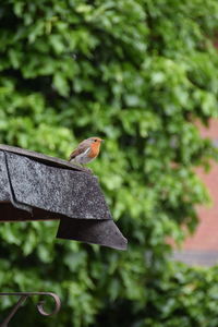 Close-up of bird perching on tree