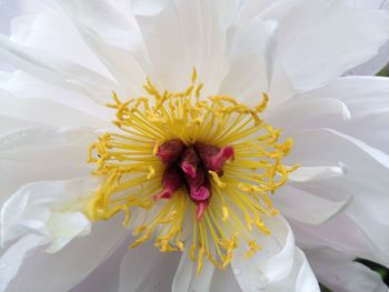 Close-up of fresh yellow flower blooming outdoors