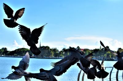 Seagulls flying over sea against sky