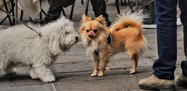 Low section of people with dogs standing in city