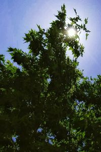 Low angle view of trees against sky