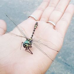 Close-up of hand holding fly