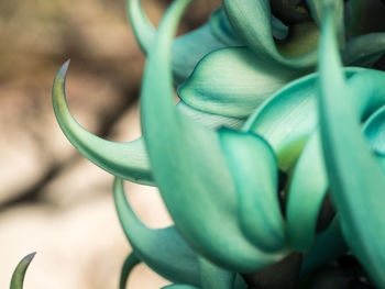 Close-up of flower growing on plant