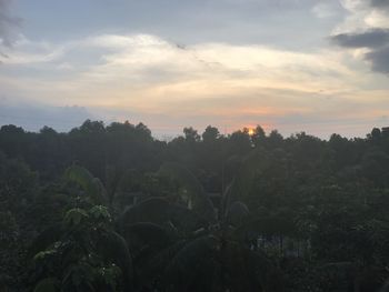 Trees against sky during sunset