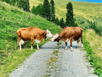 Cows in a field