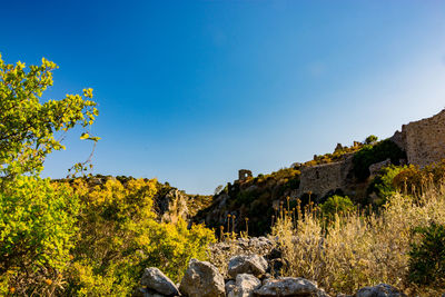 Low angle view of trees against clear blue sky