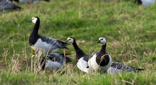 Canada geese on field