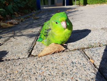 Close-up of parrot