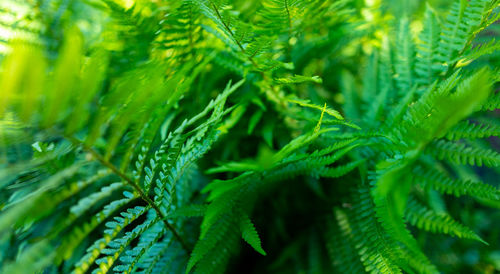 Close-up of pine tree