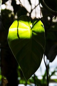 Close-up of green leaf