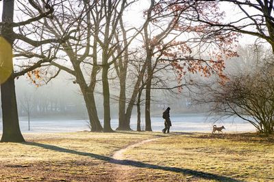 Man walking on bare trees in winter