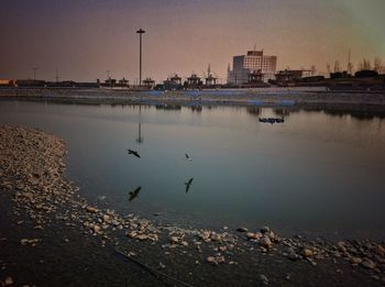 View of birds in water