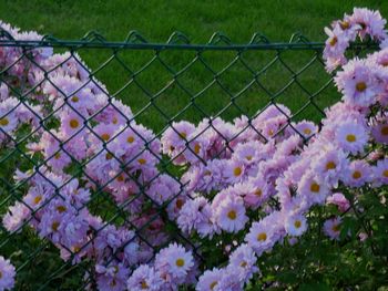 Close-up of purple flowering plants on field