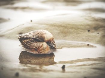 Close-up of snail on land