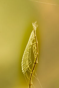 Close-up of insect on plant