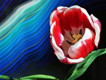 Close-up of red tulip