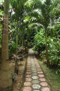 Footpath leading towards trees