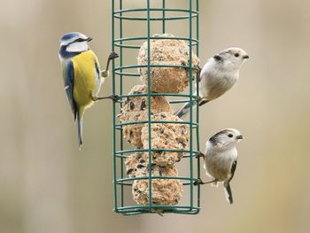 Low angle view of birds on feeder outdoors