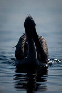 Close-up of pelican swimming in lake