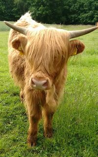 Cow standing on field