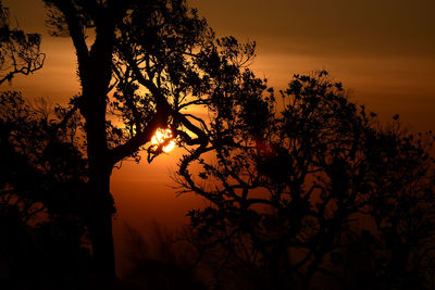 Low angle view of silhouette tree against orange sky