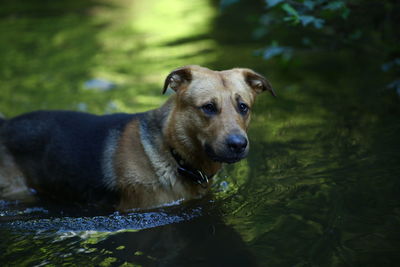 Portrait of dog looking away in lake