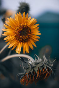 Orange autumn sunflower with seeds and bright petals on blurred background. beauty of nature
