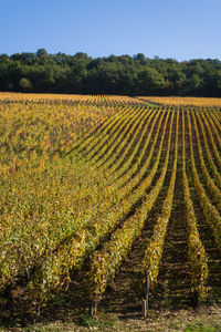 Scenic view of vineyard against sky