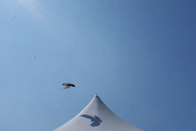 Low angle view of seagull flying