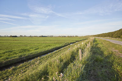 Scenic view of agricultural field against sky