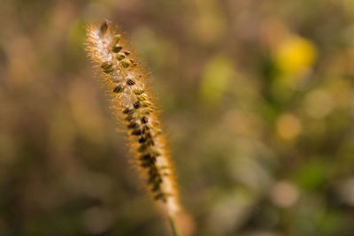 Close-up of plant