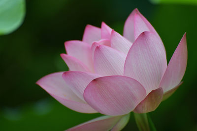 Close-up of pink water lily