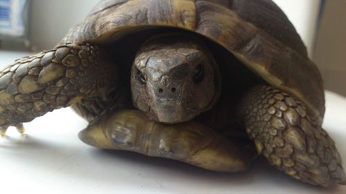 Close-up of turtle on floor at home