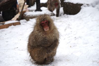 Close-up of monkey on snow field