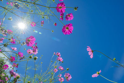 Low angle view of flowering plant against clear blue sky