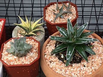 High angle view of potted plant