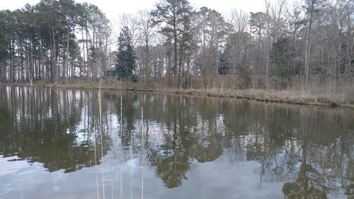 Reflection of trees in lake against sky