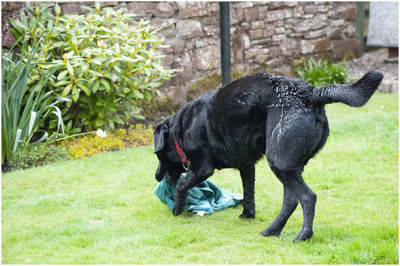 Black labrador playing with a towel in the garden having just been washed..