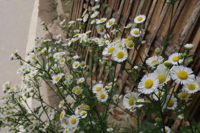 Close-up of white daisy flowers