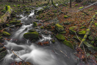 Stream flowing through rocks in forest