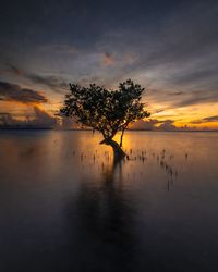 Silhouette tree by lake against sky during sunset