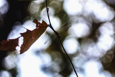 Close-up of lizard on branch