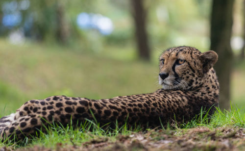 Portrait of a cat on land