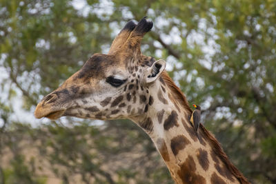 Close-up of a giraffe
