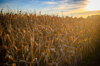 View of stalks in field against cloudy sky