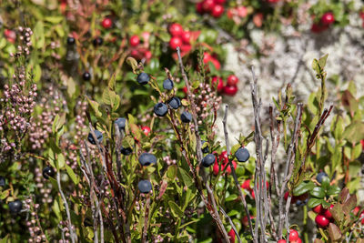 Close-up of berries growing on tree